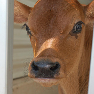 On Burying the Cow. Rugged New England women conquer Mother Nature. Funny New England weather story involving, cows, clotheslines and mountains of snow.