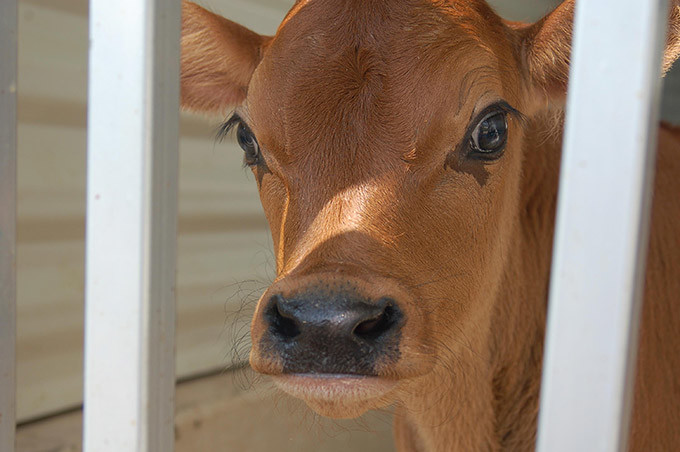 On Burying the Cow. Rugged New England women conquer Mother Nature. Funny New England weather story involving, cows, clotheslines and mountains of snow.