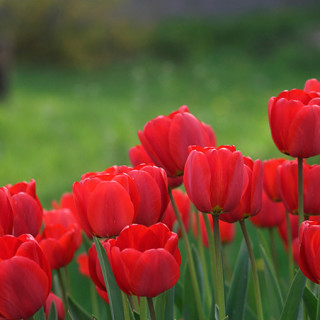 Spring Massacre. Horrified, I dashed from flower to flower in the front and back yards. They were all wilted. Dead. Why murder tulips?