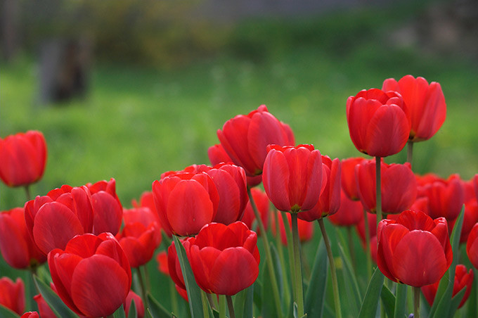 Spring Massacre. Horrified, I dashed from flower to flower in the front and back yards. They were all wilted. Dead. Why murder tulips?