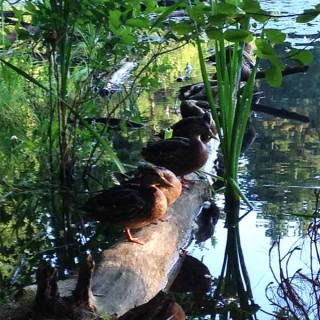 Ducks In a Row. And somehow, very quietly, this blog hit 100K page views last month. Going forward, I'll include more food posts & fewer writing posts.