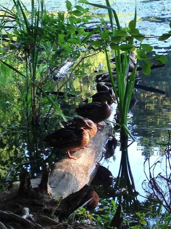 Ducks In a Row. And somehow, very quietly, this blog hit 100K page views last month. Going forward, I'll include more food posts & fewer writing posts.