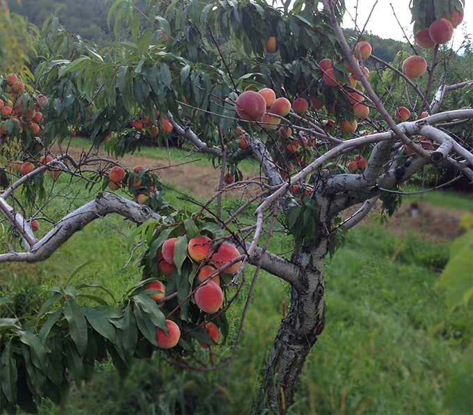 a peach tree bursting with ripe peaches in an orchard