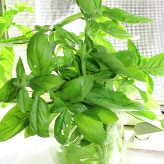 Great tips on how to store fresh basil from your garden or store bought fresh basil leaves!