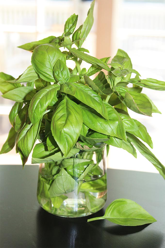 Great tips on how to store fresh basil from your garden store bought fresh basil leaves!