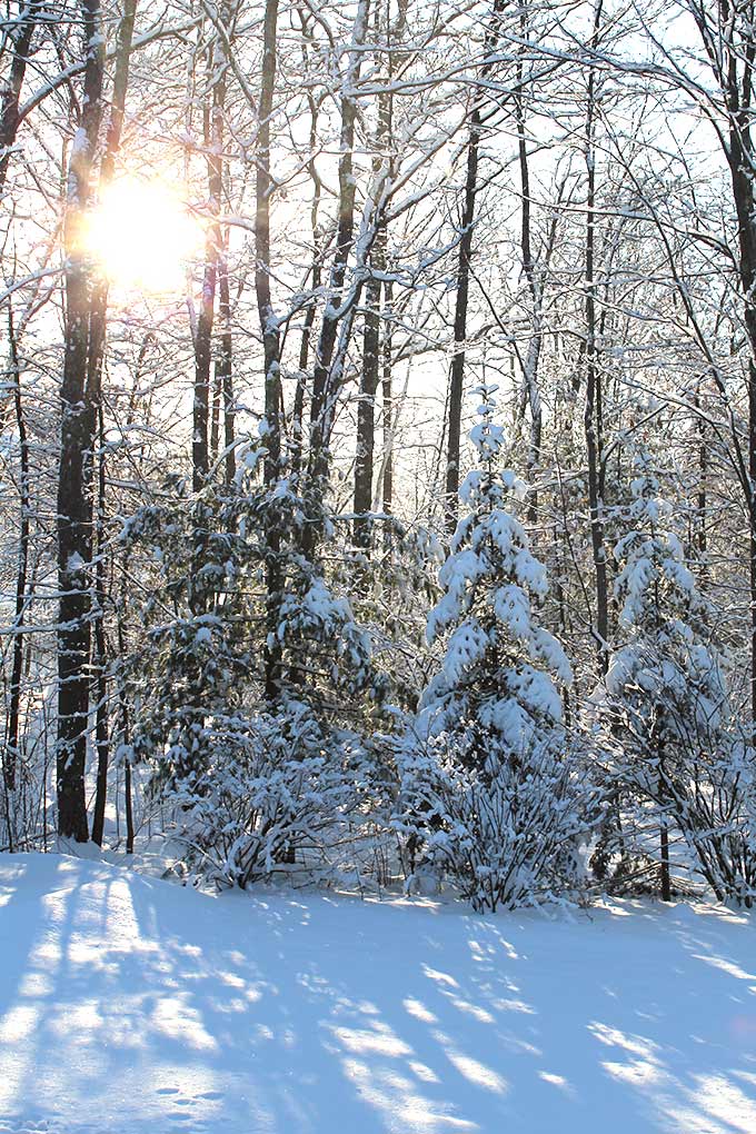 There's nothing like a Frosty New England Morning. I have wonderful childhood memories of wandering the Rhode Island woods behind our house the morning after a freshly fallen snow.