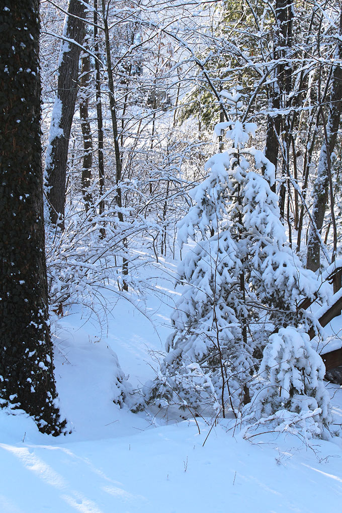 There's nothing like a Frosty New England Morning. I have wonderful childhood memories of wandering the Rhode Island woods behind our house the morning after a freshly fallen snow.