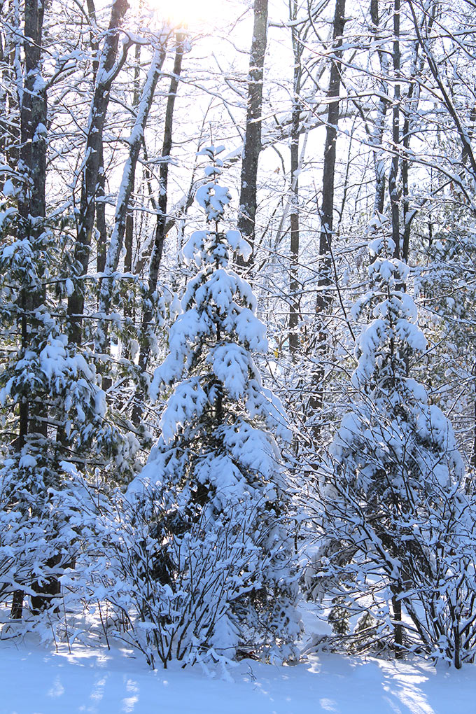 There's nothing like a Frosty New England Morning. I have wonderful childhood memories of wandering the Rhode Island woods behind our house the morning after a freshly fallen snow.