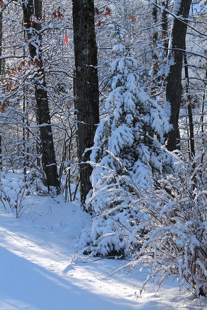 There's nothing like a Frosty New England Morning. I have wonderful childhood memories of wandering the Rhode Island woods behind our house the morning after a freshly fallen snow.