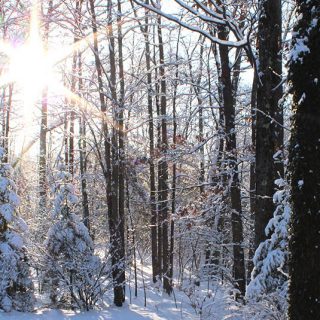 There's nothing like a Frosty New England Morning. I have wonderful childhood memories of wandering the Rhode Island woods behind our house the morning after a freshly fallen snow.