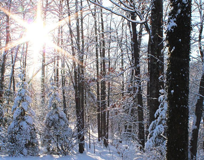 There's nothing like a Frosty New England Morning. I have wonderful childhood memories of wandering the Rhode Island woods behind our house the morning after a freshly fallen snow.