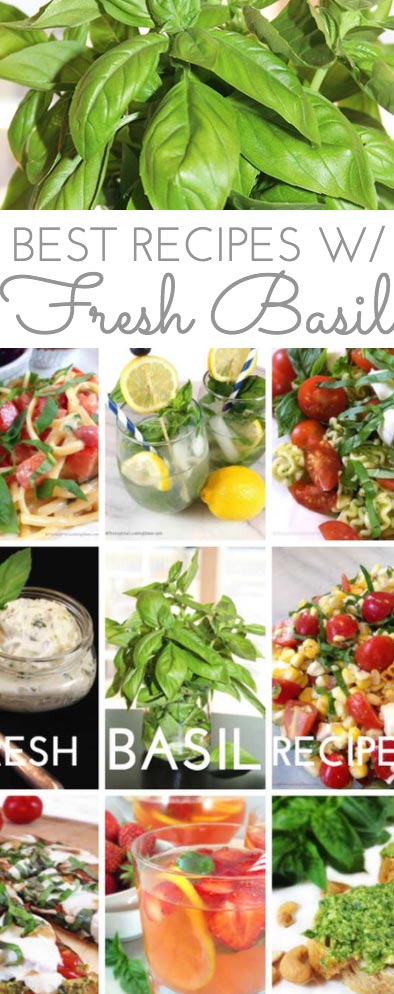 Fresh basil is my favorite fresh herb to cook with. Peppery and sweet, basil is a member of the mint family. There are lots of great Fresh Basil Recipes and tips here on the blog.